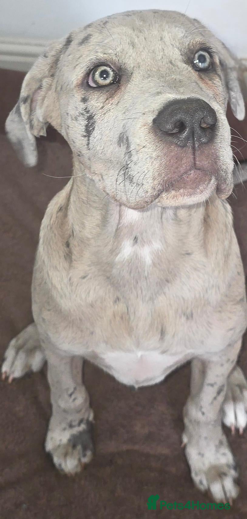 Cane Corso dogs Cane Corso Puppy - Advert 2
