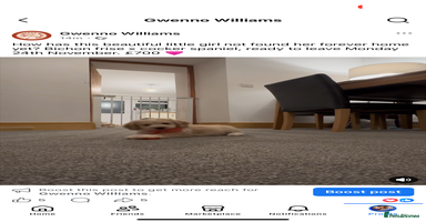 Mixed Breed dogs Blondie 🎀 - Advert 5