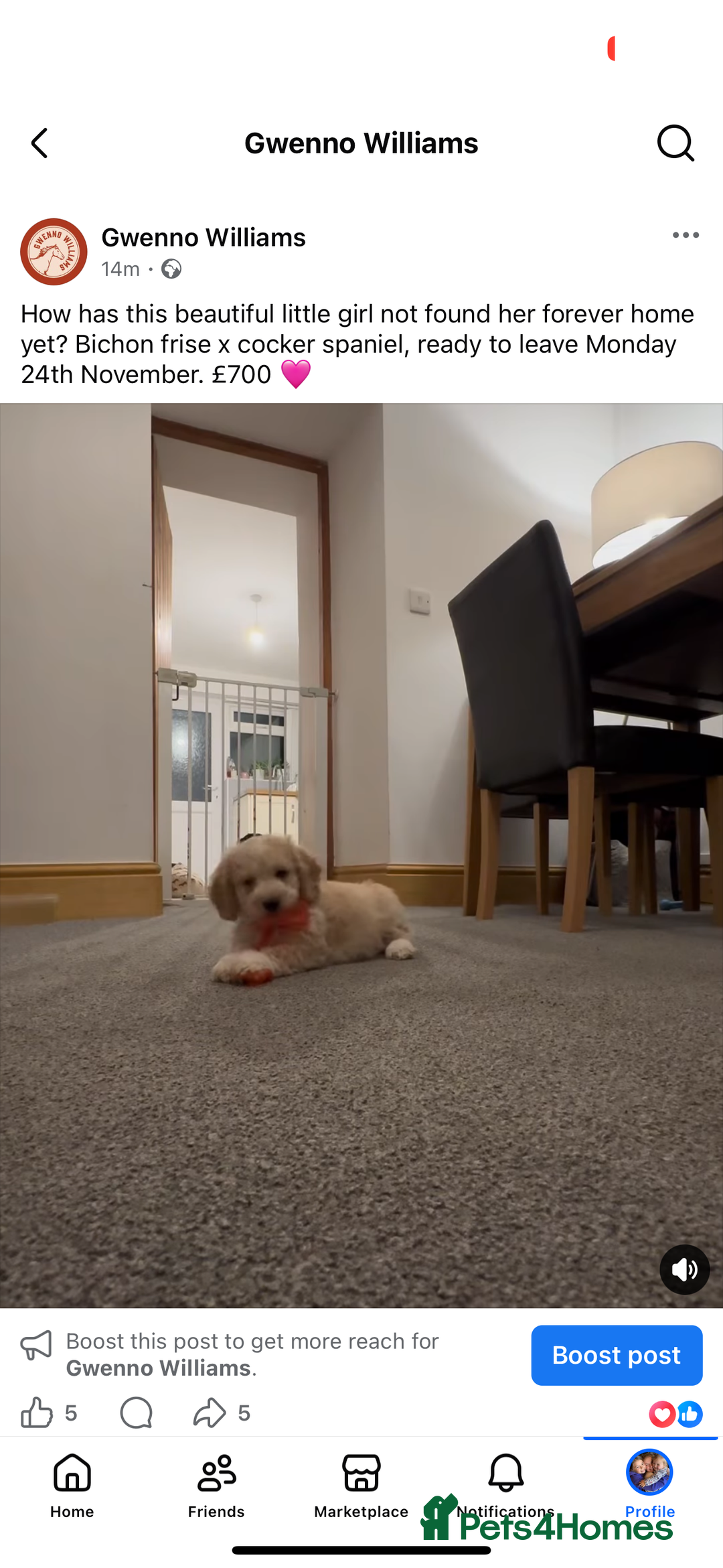 Mixed Breed dogs for sale: Blondie 🎀 - Advert 2