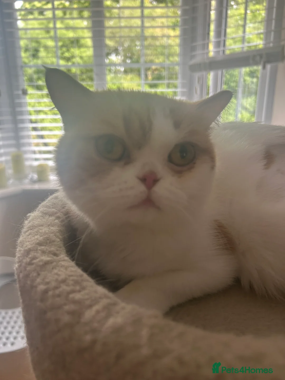 British Shorthair cats for sale: Retired queen for rehome in Shrewsbury - Advert 10