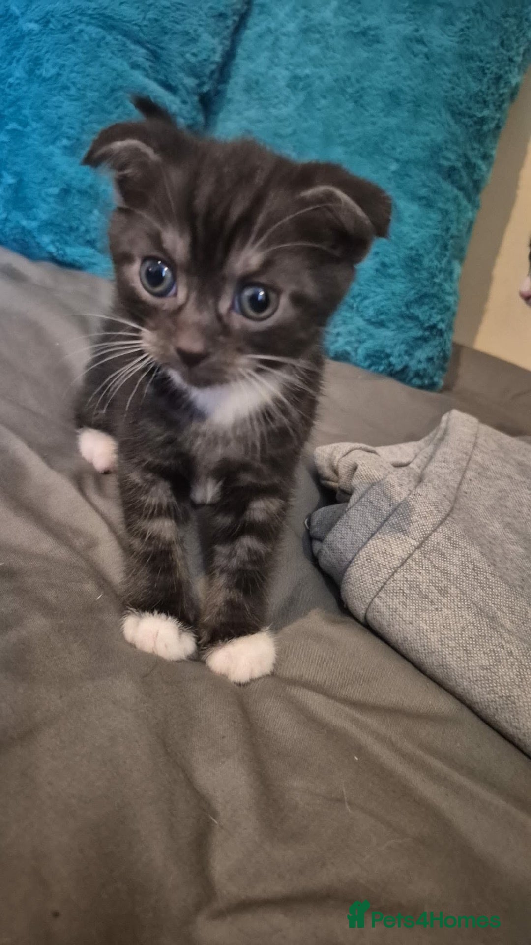Mixed Breed cats Miniature Scottish Fold/Tuxedo - Advert 1