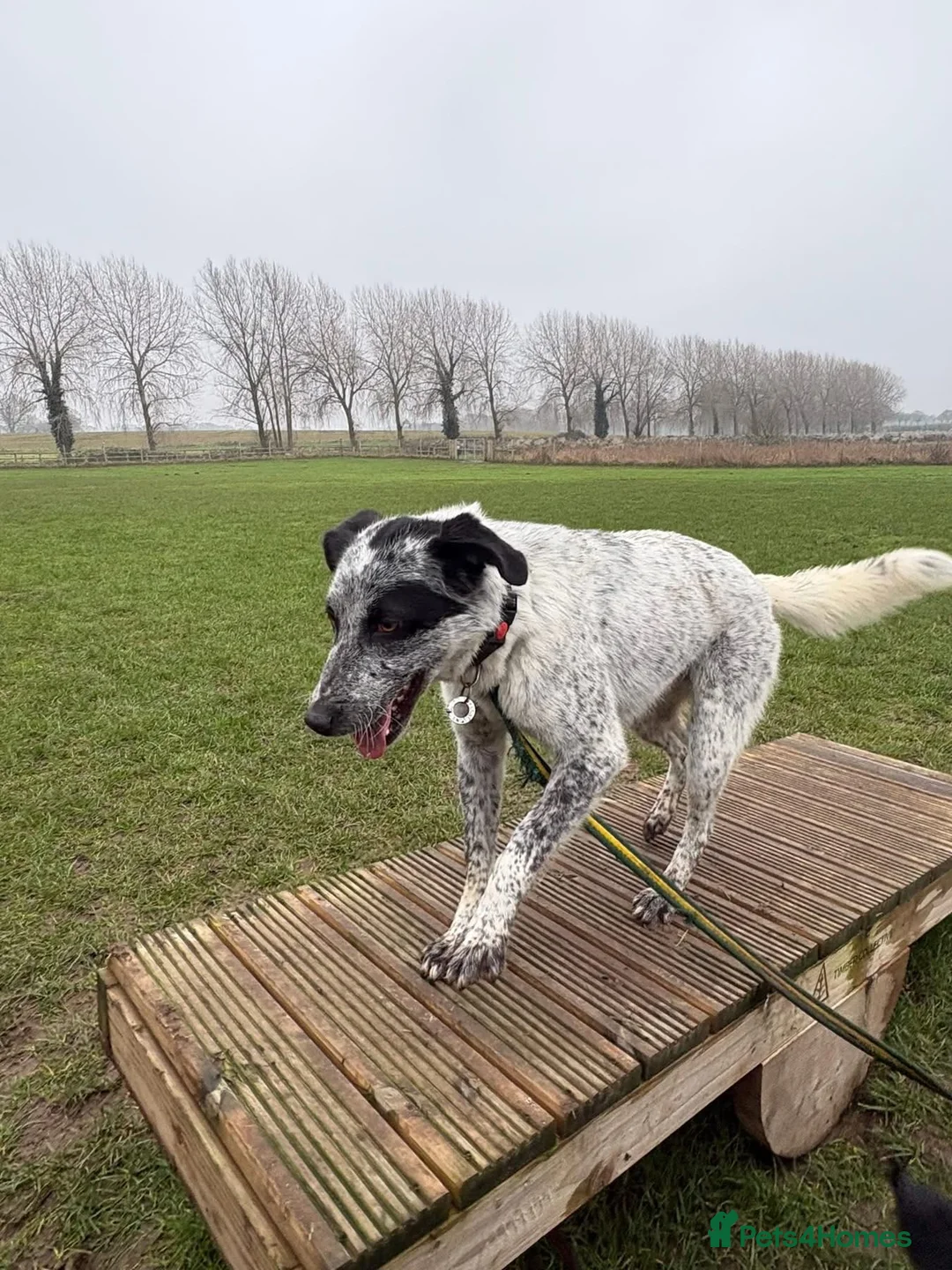 Mixed Breed dogs for adoption: Cessil - Norwich Norfolk  - Advert 22