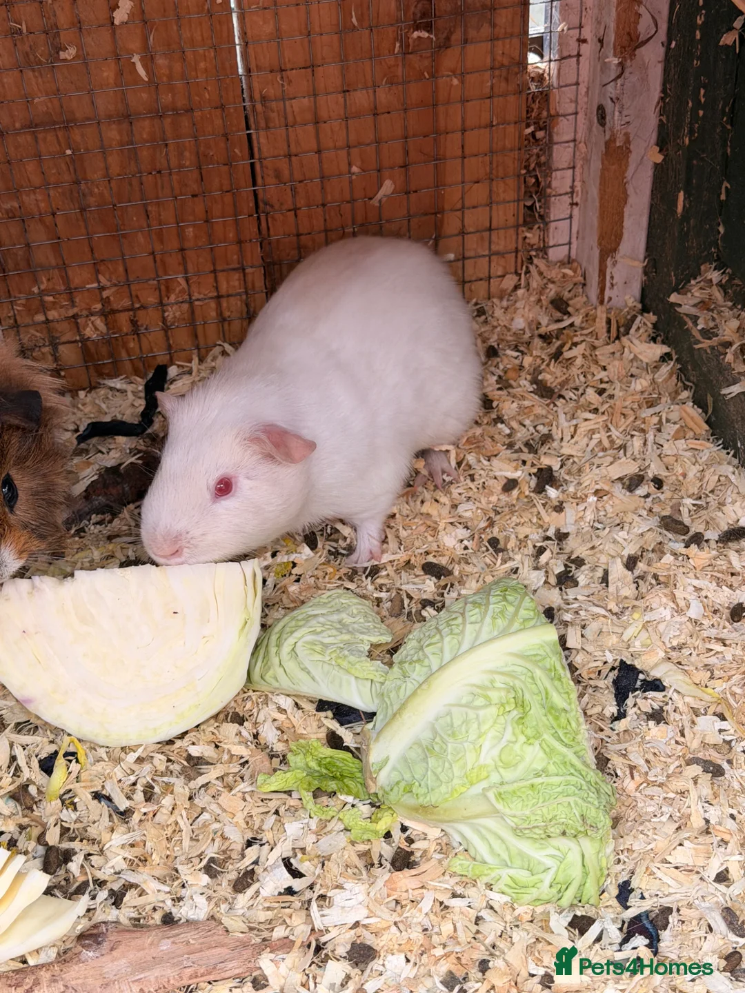 Guinea Pig rodents for sale: 2 brothers for sale - Advert 5