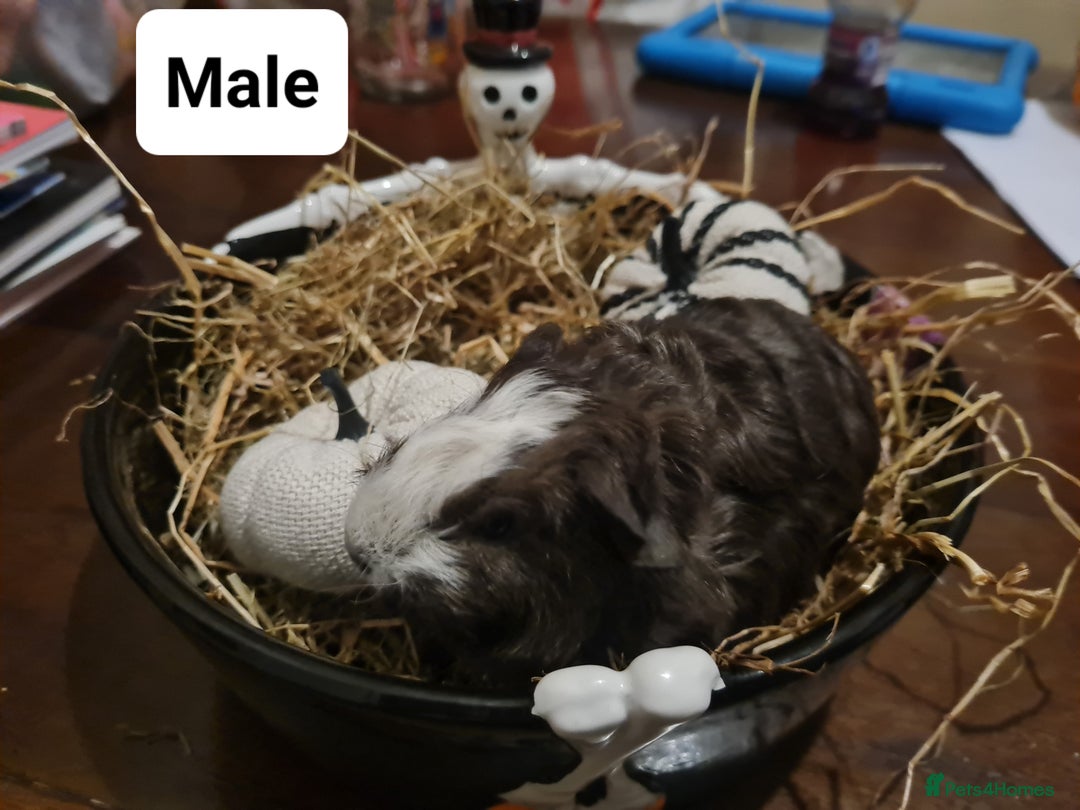 Guinea Pig rodents for sale: Baby Guinea Pigs  - Image 7