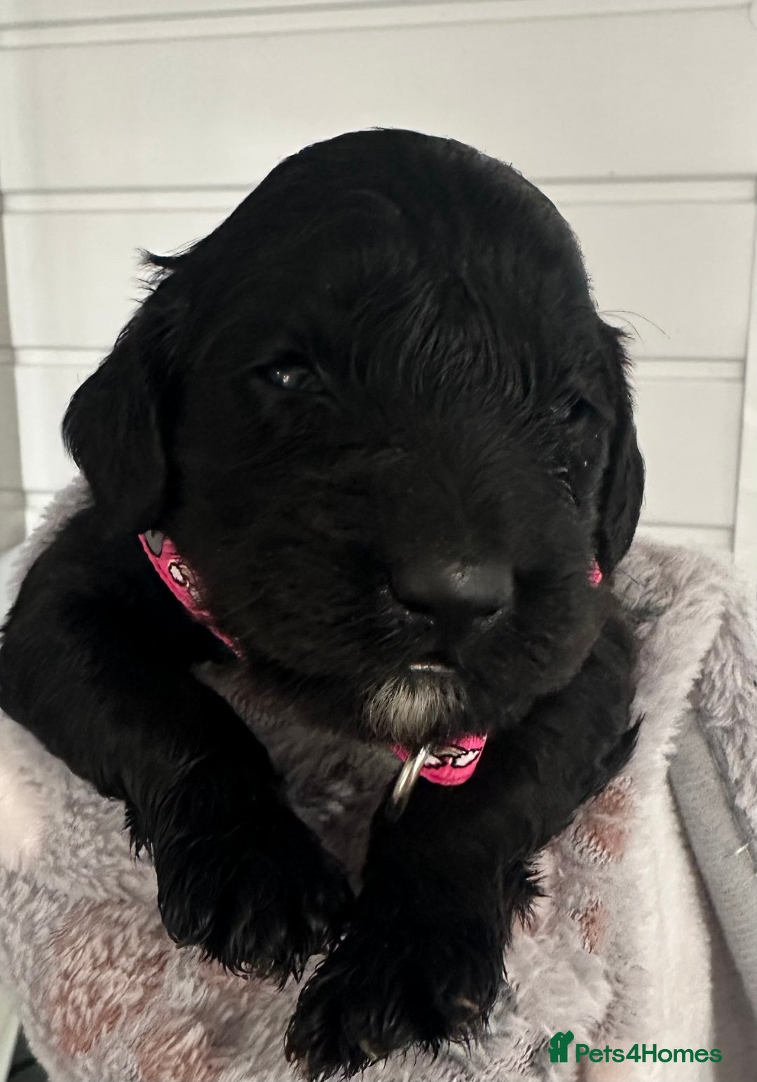 Cockapoo dogs for sale: Stunning cockapoo ready 21 December  - Advert 17