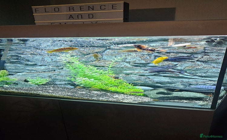 Cichlids fish - Advert 1