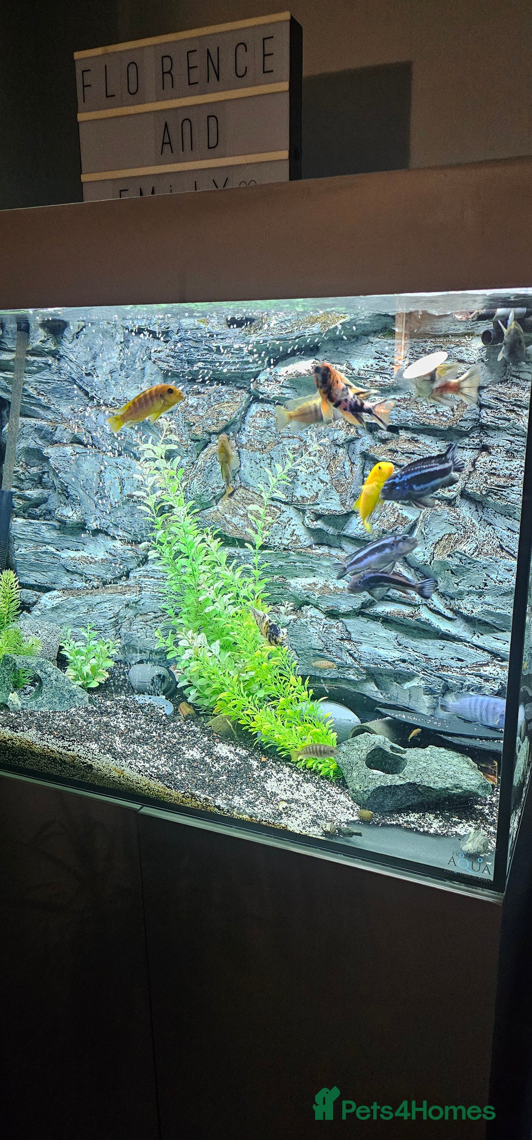 Cichlids fish for sale: Chiclids - Image 1