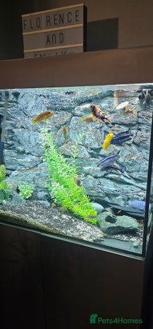 Cichlids fish - Advert 2