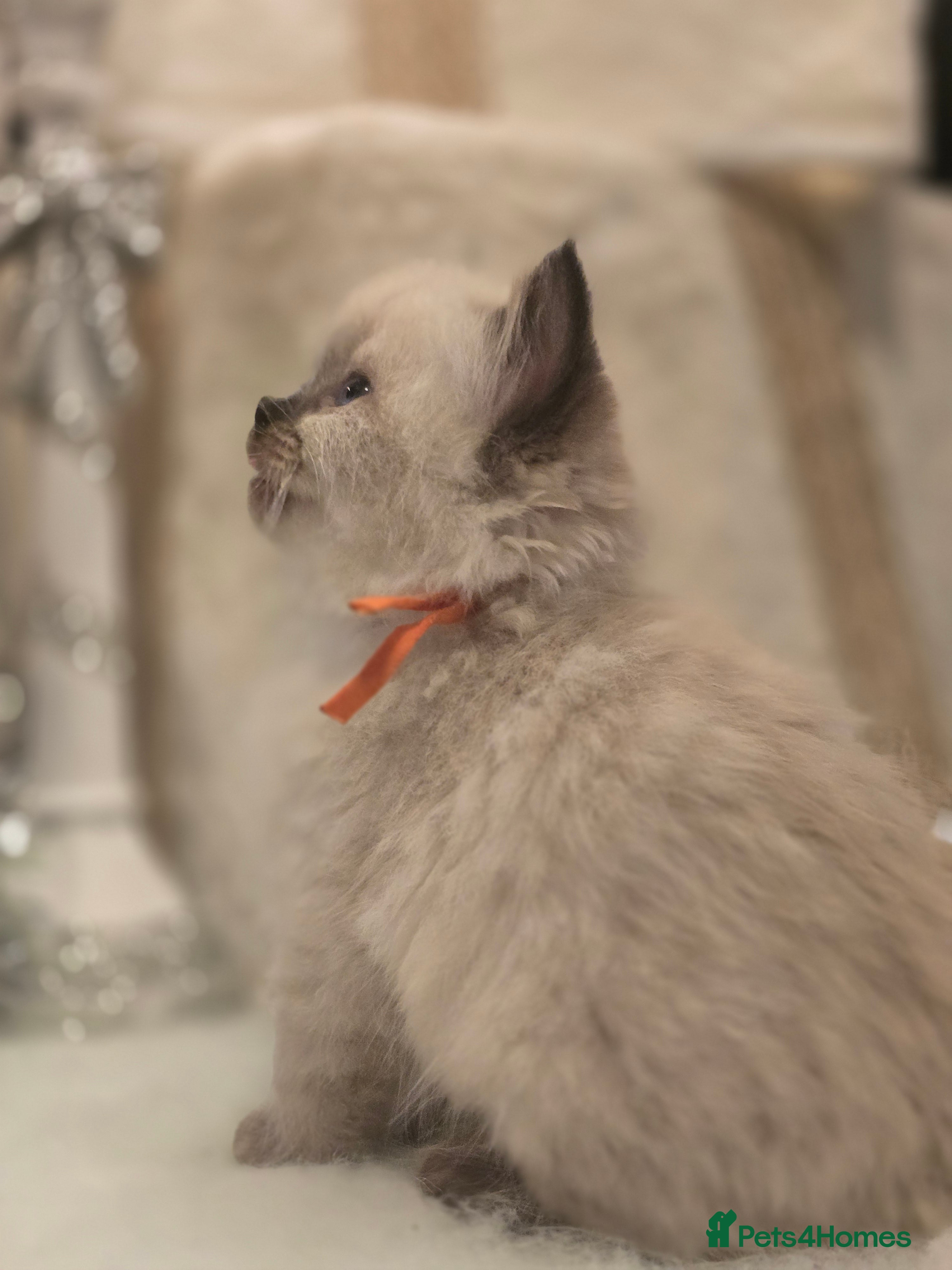 Ragdoll cats Precious GCCF Registered Ragdoll Kittens - 2 Girls - Advert 13