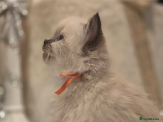 Ragdoll cats Precious GCCF Registered Ragdoll Kittens - 2 Girls - Advert 13