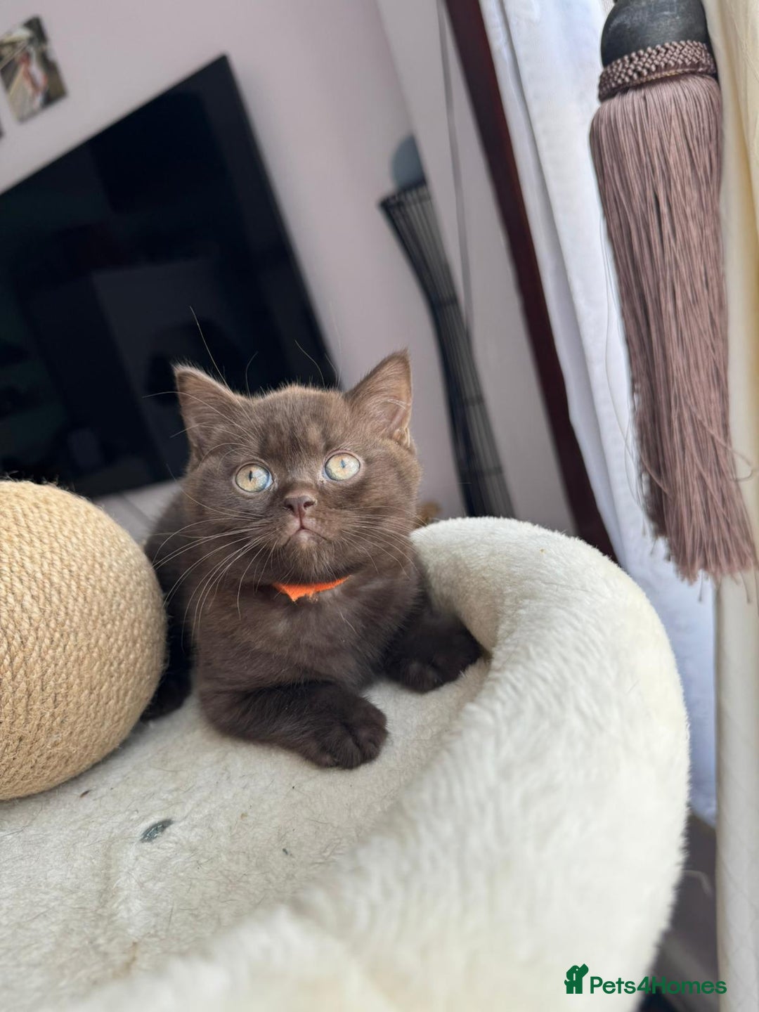 British Shorthair cats for sale: 💙 2 handsome  GCCF British Sorthair 💙 - Image 14