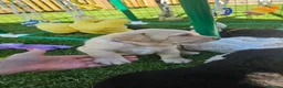 Double Doodle dogs for sale: F2 Miniature Australian Double Doodle  - Advert 14