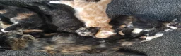 Mixed Breed cats for sale: Male and female kittens - Advert 9