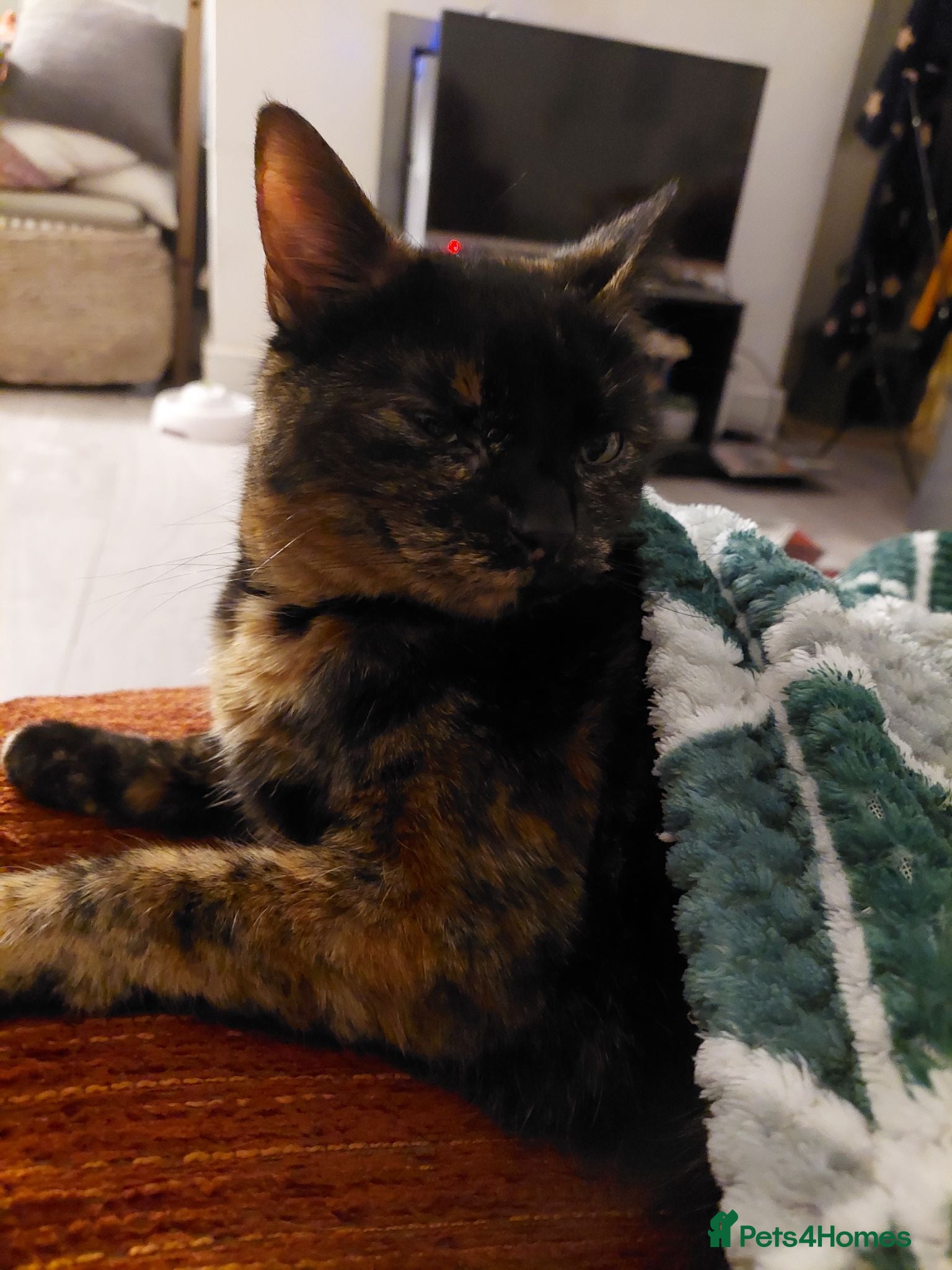 Mixed Breed cats Need to re-home cat mokka  - Advert 8