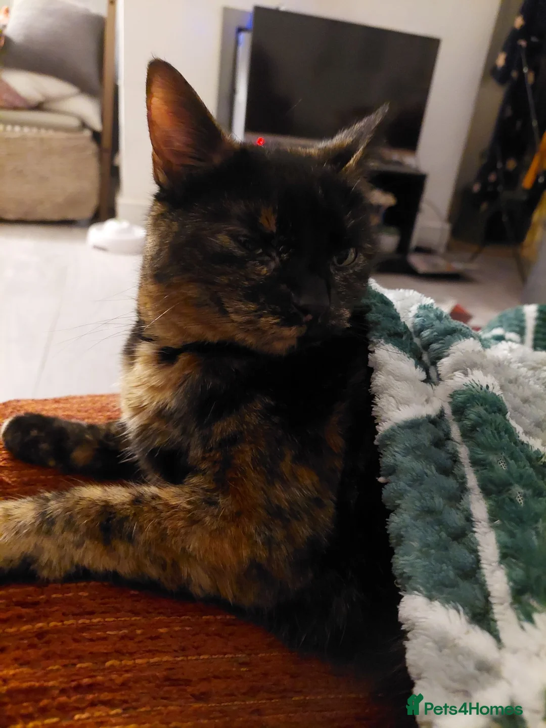 Mixed Breed cats for sale: Need to re-home cat mokka  - Advert 1