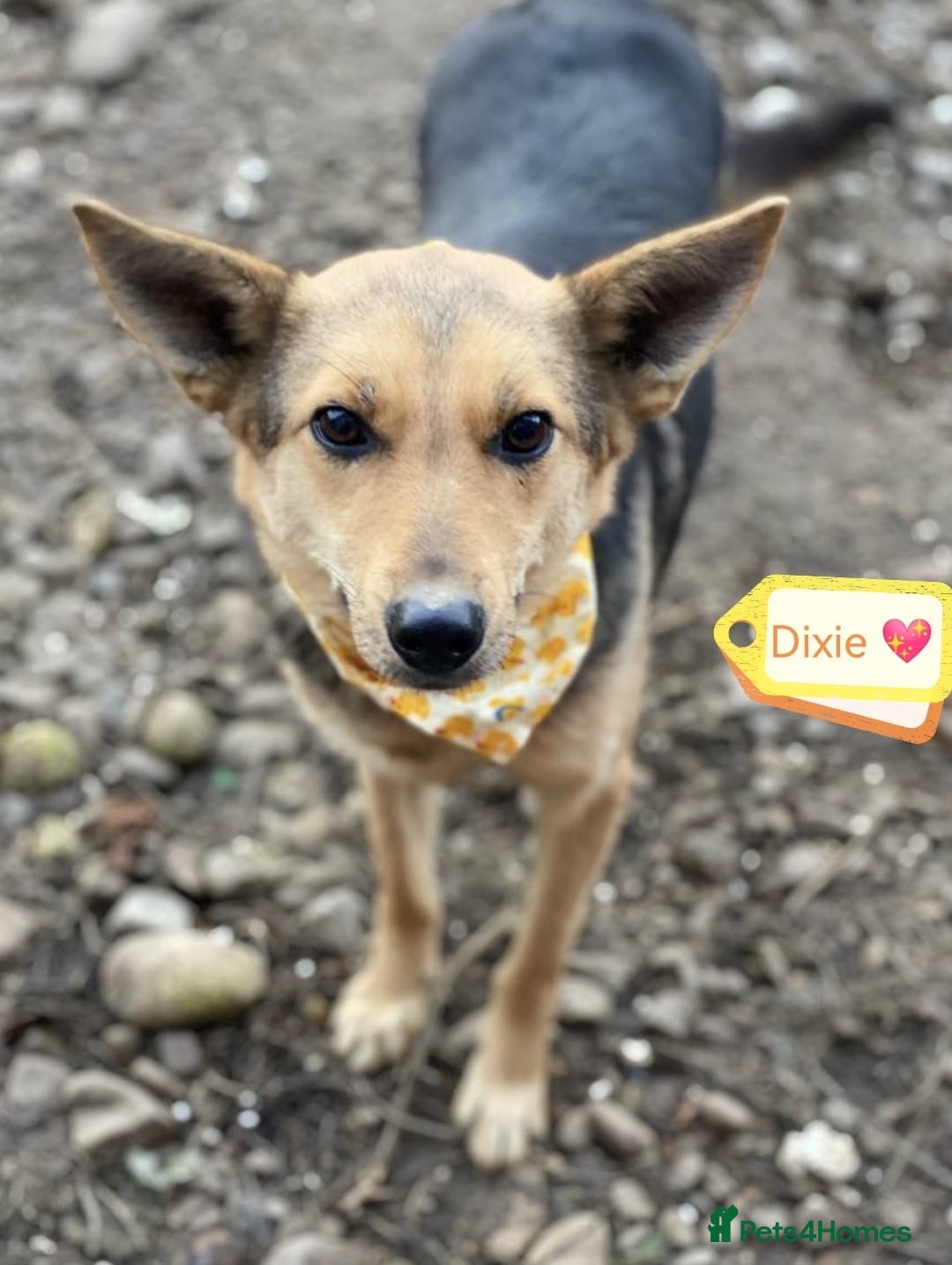Mixed Breed dogs ❤️🐶 DIXIE – Always Happy, Always Ready For Life  - Advert 5