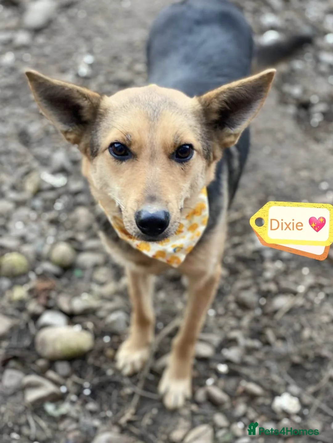 Mixed Breed dogs for adoption: ❤️🐶 DIXIE – Always Happy, Always Ready For Life  in Burton-on-Trent - Advert 1