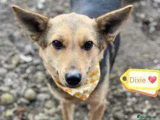 Mixed Breed dogs ❤️🐶 DIXIE – Always Happy, Always Ready For Life - Advert 5