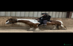 Irish Cob horses for sale: Chunky Chesney - Skewbald Colt  - Image 5