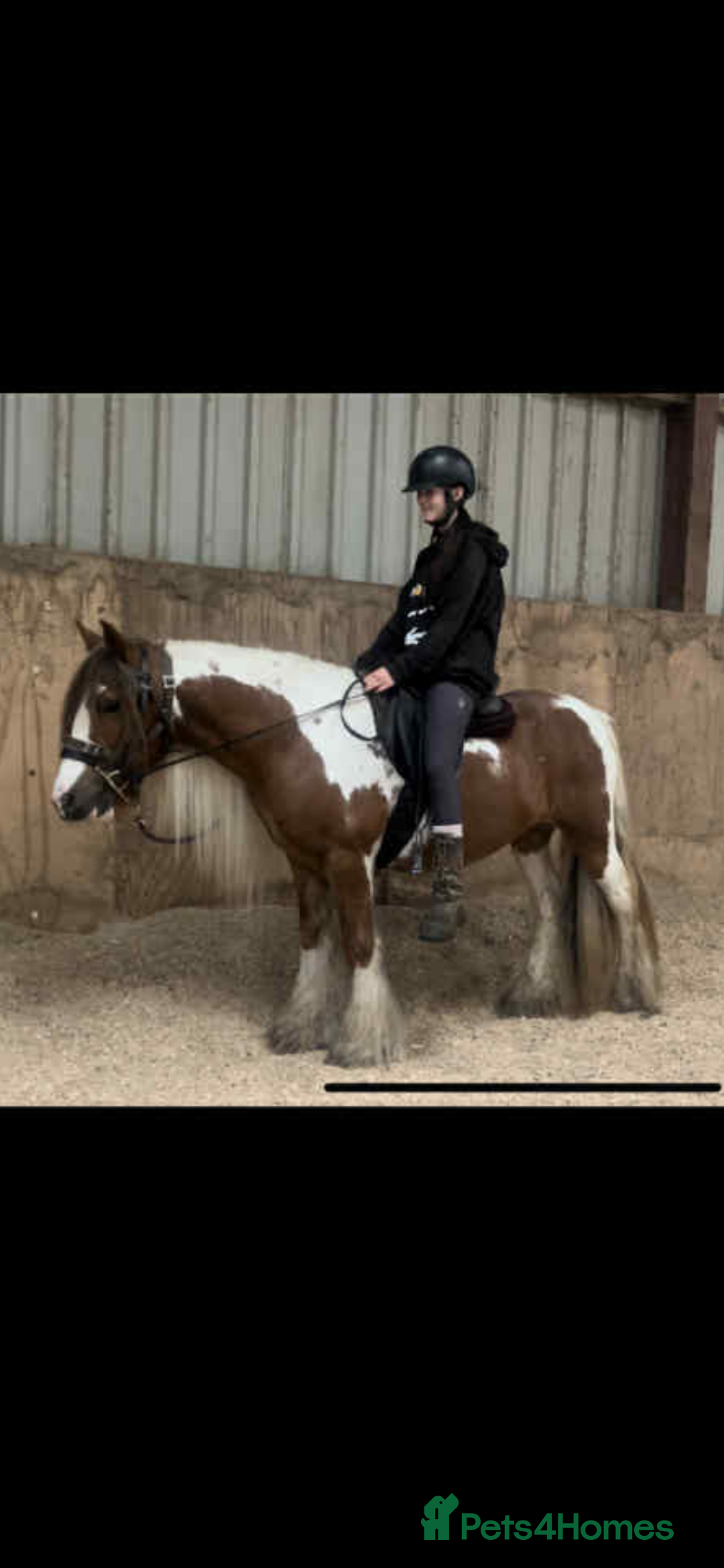 Irish Cob horses for sale: Chunky Chesney - Skewbald Colt  - Image 5