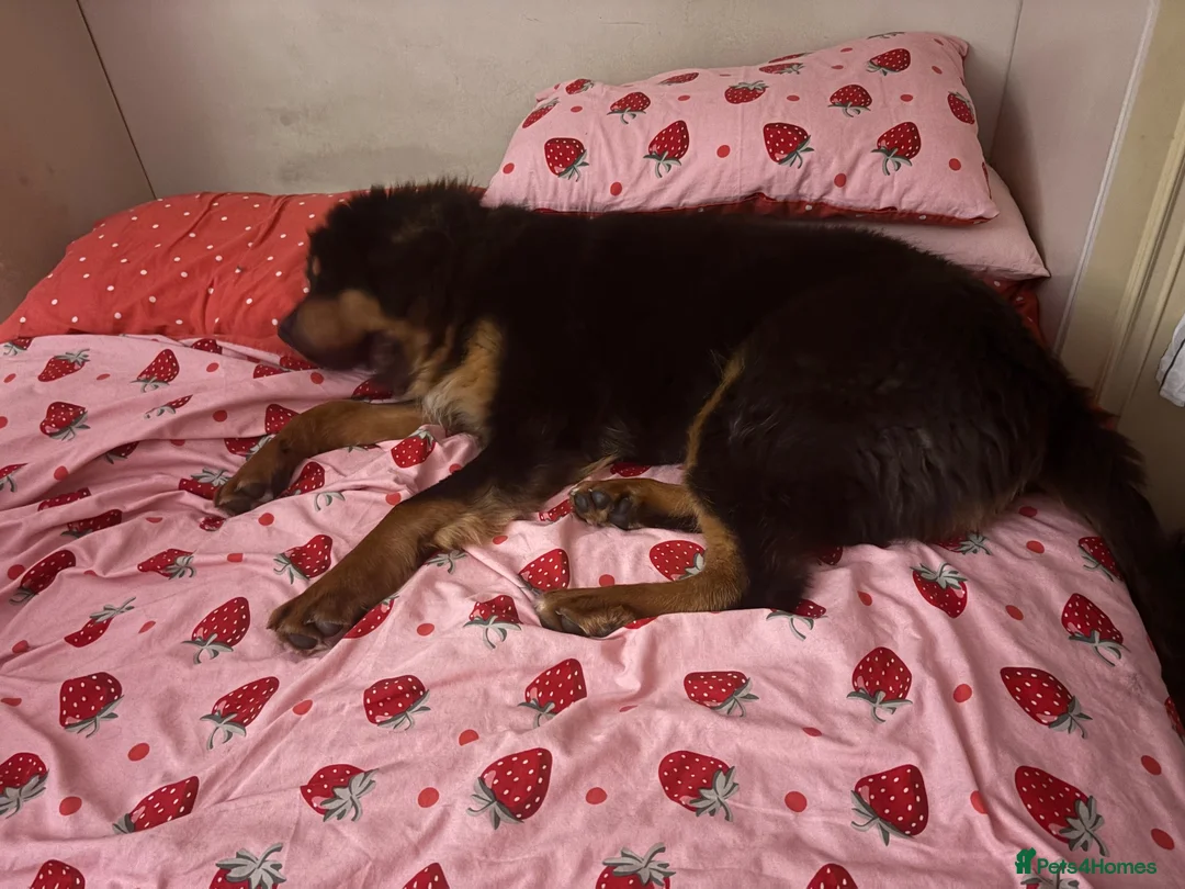 Tibetan Mastiff dogs for sale: Brenda needs a home  in Ashford - Advert 15