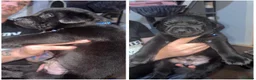 Mixed Breed dogs for sale: Labrador cross sharpi  - Advert 6