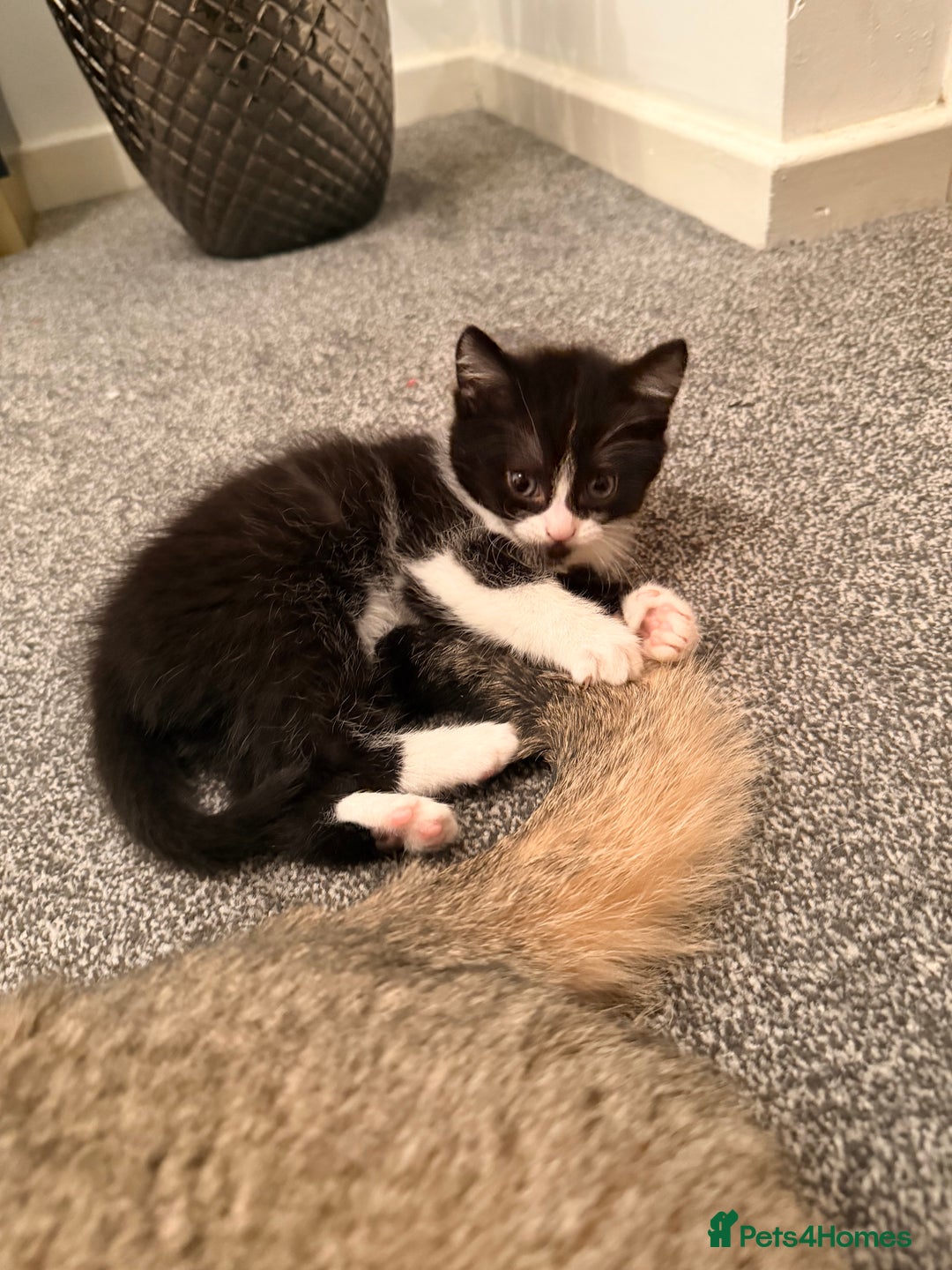 Scottish Fold cats for sale: Scottish / Mixed breed - Advert 9