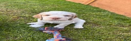 Mixed Breed dogs for sale: Clumber x Puppies  - Advert 7