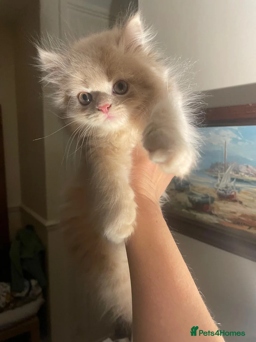 British Longhair cats for sale: Beautiful Creamy Male Kitten 💛 - Advert 2