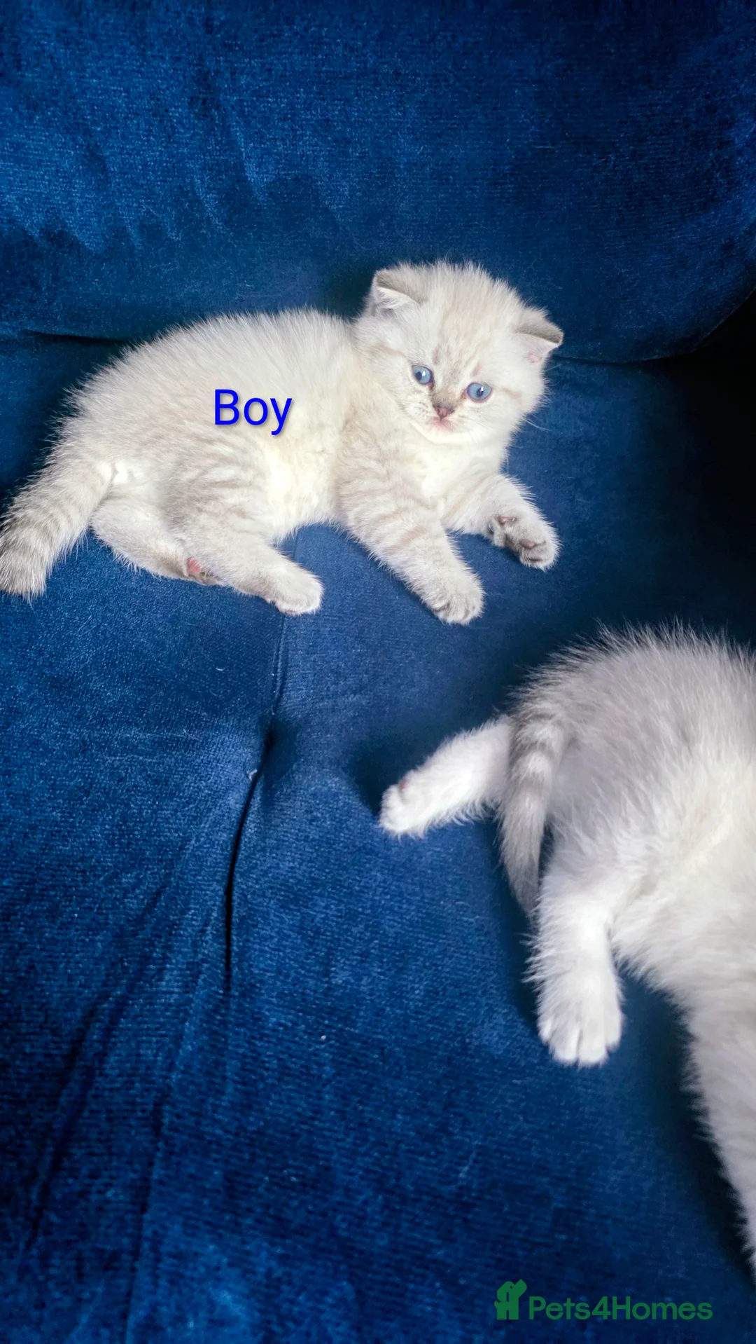 Scottish Fold cats for sale: Cat Scottish fold  - Advert 2