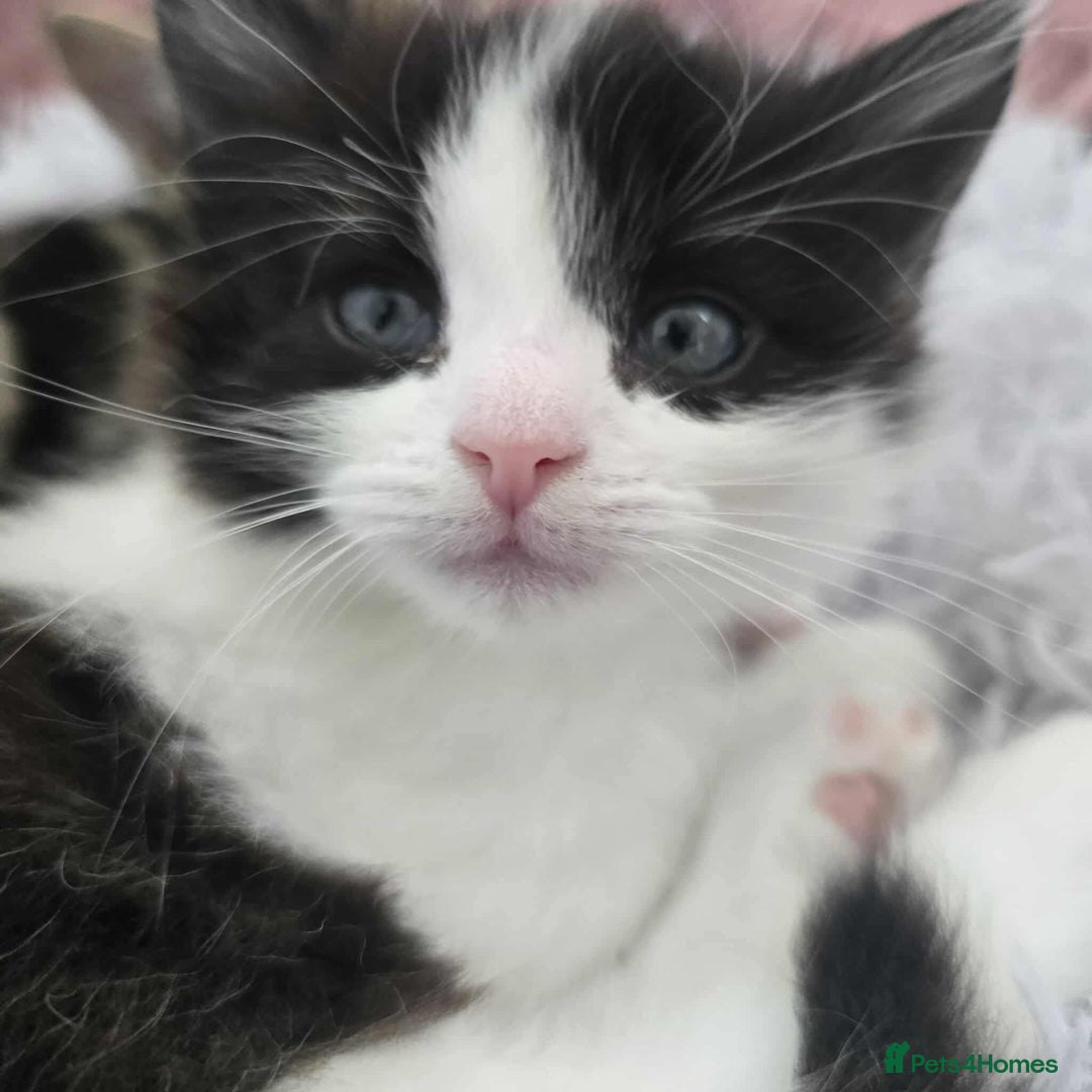 Mixed Breed cats for sale: 4 kittens for sale - Advert 8