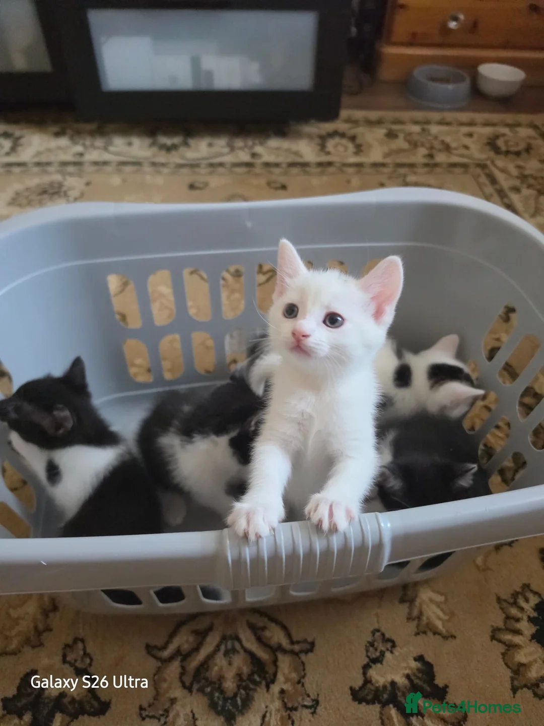 Mixed Breed cats for sale: 5 beautiful kittens ready for new families  - Advert 1