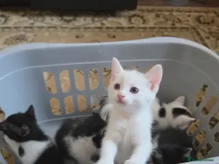 Mixed Breed cats 5 beautiful kittens ready for new families - Advert 1