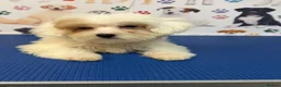 Maltipoo dogs for sale: Rare Red Parti and Biscuit Maltipoo Puppies - Advert 25