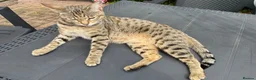 Savannah cats for sale: Beautiful Melanistic Savannah Cat – 1 Year Old in Sheffield - Advert 1