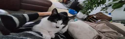 Mixed Breed cats for sale: Tuxedo black and white kittens - Advert 34