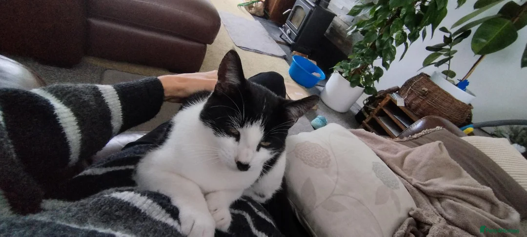 Mixed Breed cats for sale: Tuxedo black and white kittens - Advert 34