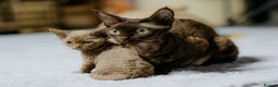 Devon Rex cats for sale: Adorable GCCF Registered DevonRex Kittens FOR SALE - Advert 8