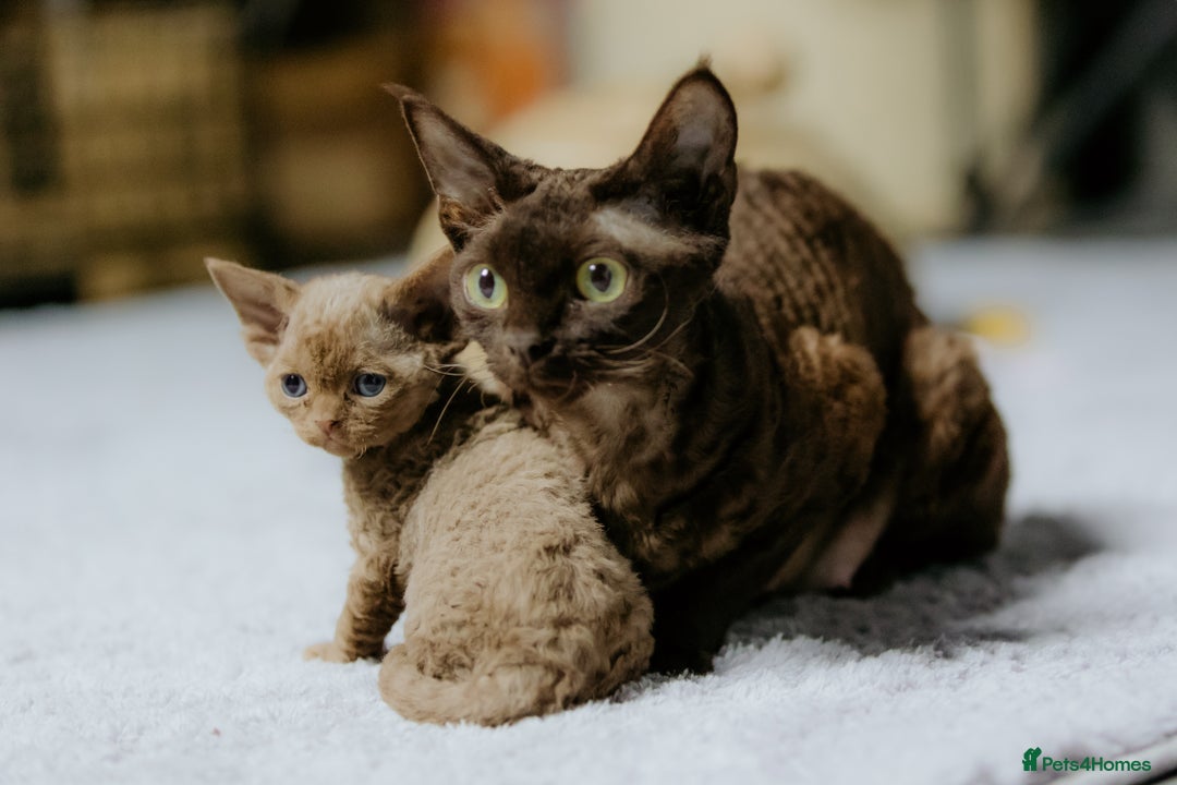 Devon Rex cats for sale: Adorable GCCF Registered DevonRex Kittens FOR SALE - Advert 8