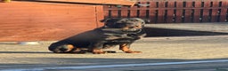 Rottweiler dogs for sale: Champion Bloodline Old School Rottwieler! - Advert 5