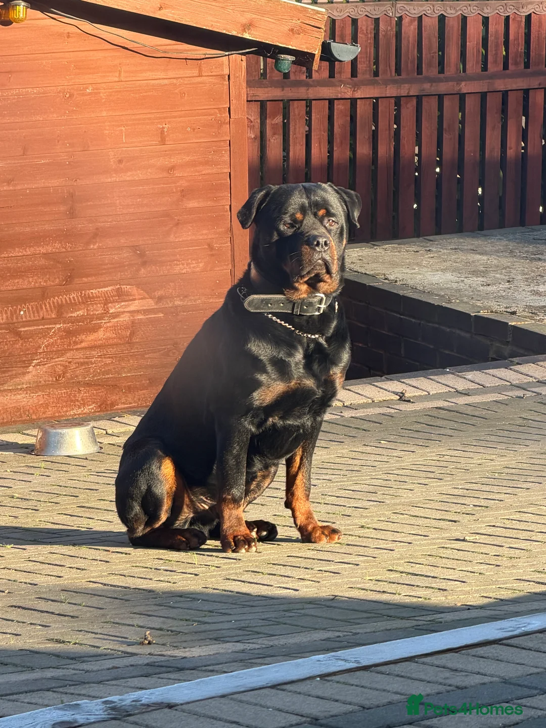 Rottweiler dogs for sale: Champion Bloodline Old School Rottwieler! - Advert 5