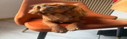Cavalier King Charles Spaniel dogs for sale: Stunning 2 year old KC cavalier  - Advert 2
