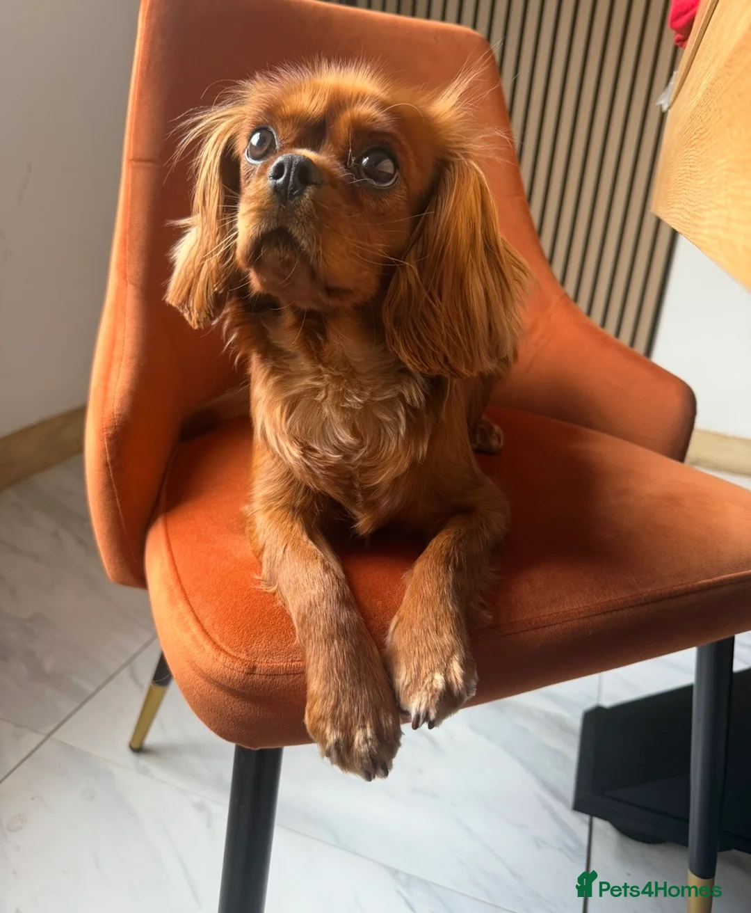 Cavalier King Charles Spaniel dogs for sale: Stunning 2 year old KC cavalier  - Advert 2