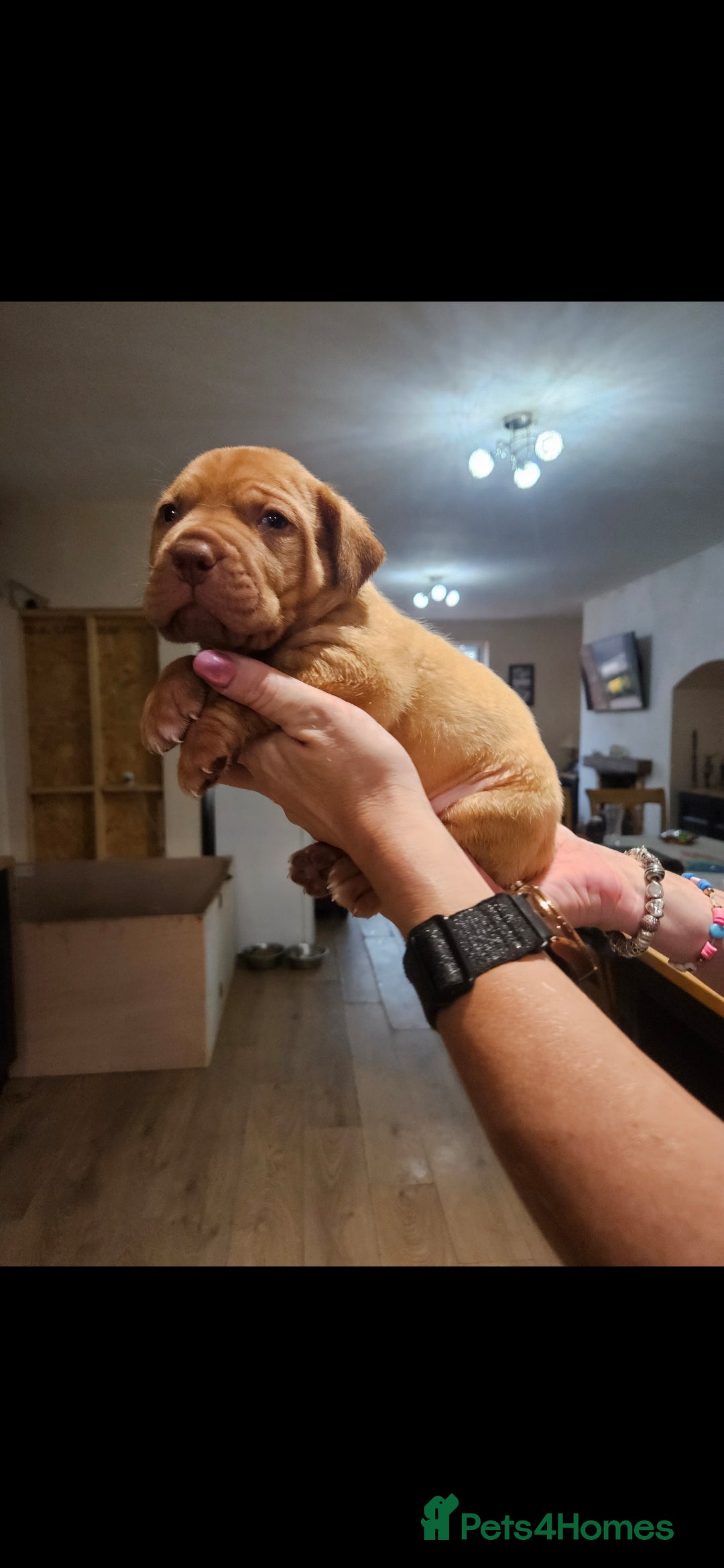 Dogue De Bordeaux dogs for sale: Dogue de bordeaux puppiesgor sale - Image 3