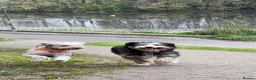 Bernedoodle dogs for sale: Large Standard Bernedoodles  - Advert 9