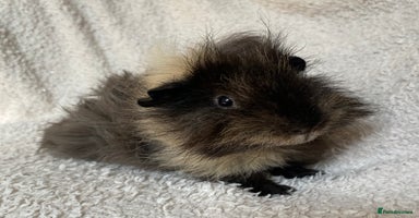 Guinea Pig rodents in Beckenham - Advert 3