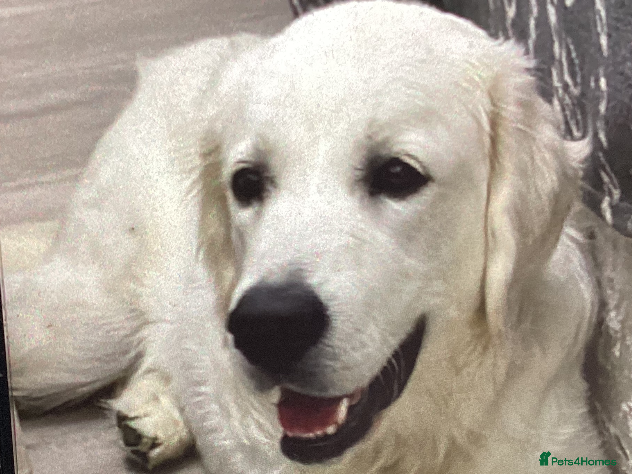 Golden Retriever dogs Kc reg golden retriever boy 7 months  white/cream  - Advert 3