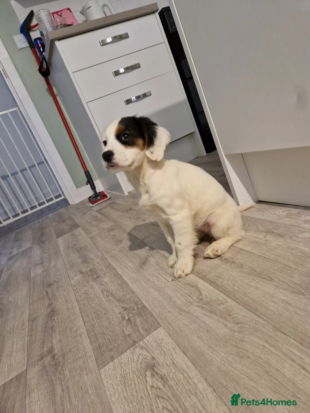 Mixed Breed dogs for sale: 12 week old girl - Advert 4