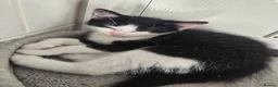 Domestic Shorthair cats for sale: Kittens - Advert 4