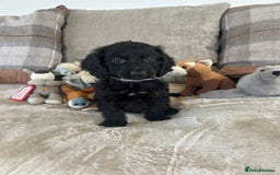 Cockapoo dogs for sale: Gorgeous F1 cockapoo puppies  - Image 24